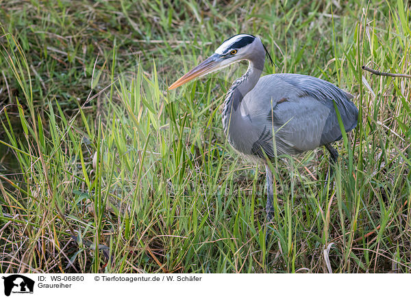 Graureiher / grey heron / WS-06860
