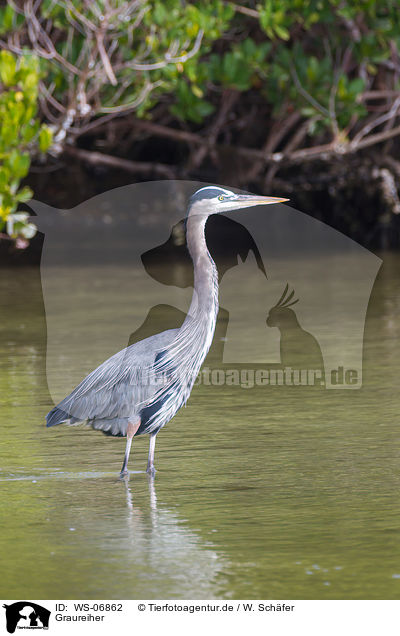 Graureiher / grey heron / WS-06862