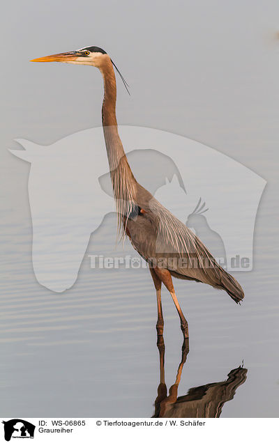 Graureiher / grey heron / WS-06865