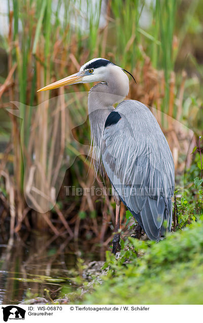 Graureiher / grey heron / WS-06870