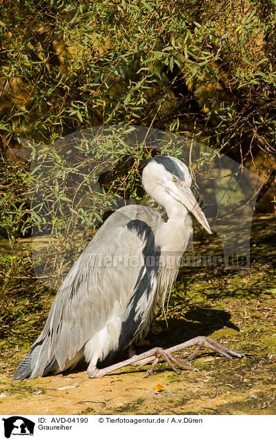 Graureiher / grey heron / AVD-04190