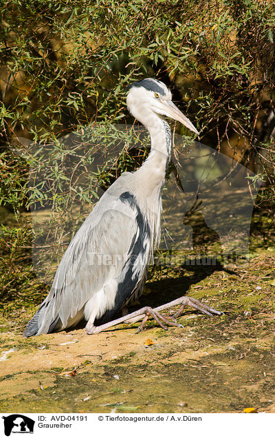 Graureiher / grey heron / AVD-04191