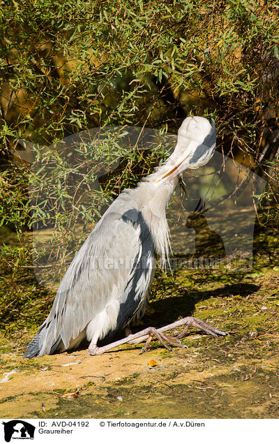 Graureiher / grey heron / AVD-04192