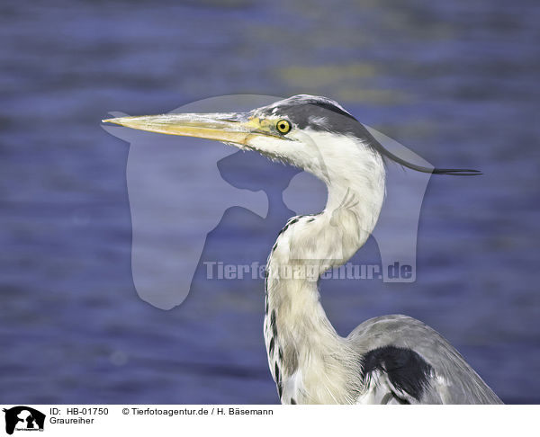 Graureiher / grey heron / HB-01750