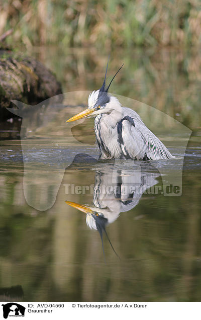 Graureiher / grey heron / AVD-04560