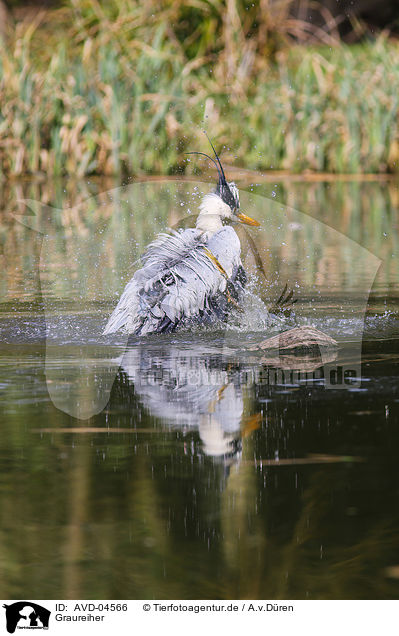 Graureiher / grey heron / AVD-04566