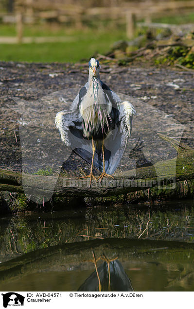 Graureiher / grey heron / AVD-04571