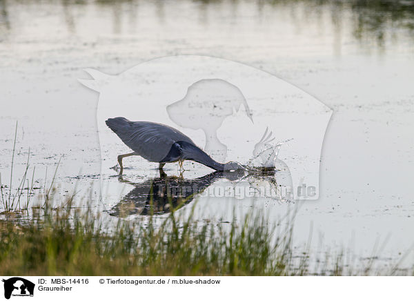 Graureiher / grey heron / MBS-14416
