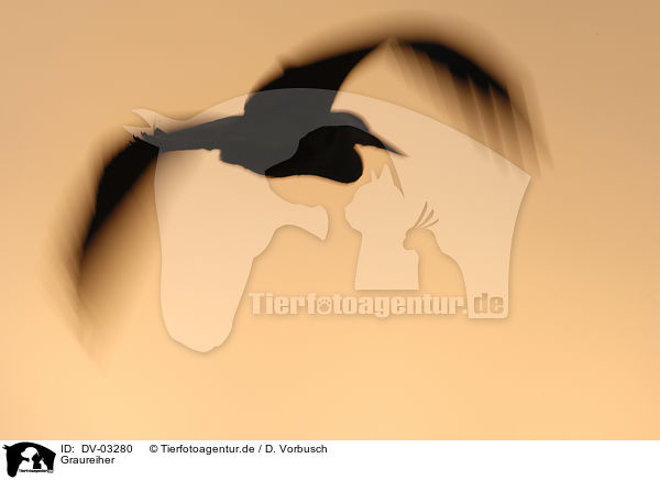 Graureiher / grey heron / DV-03280