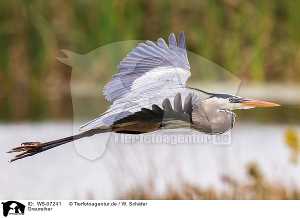 Graureiher / grey heron / WS-07241