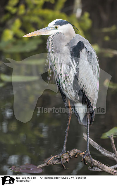 Graureiher / grey heron / WS-07515