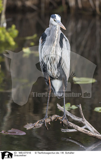 Graureiher / grey heron / WS-07516