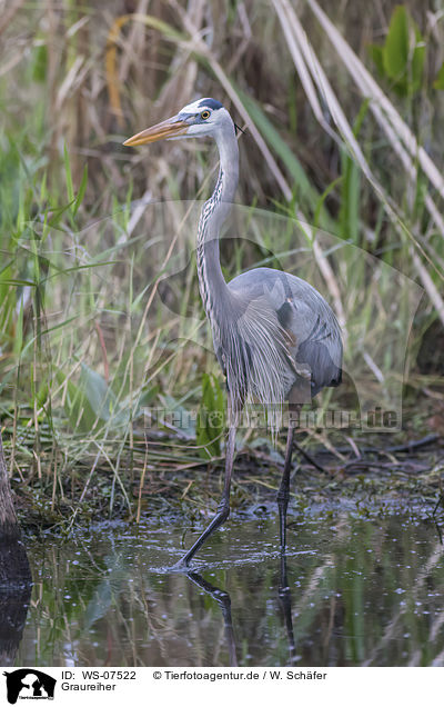 Graureiher / grey heron / WS-07522