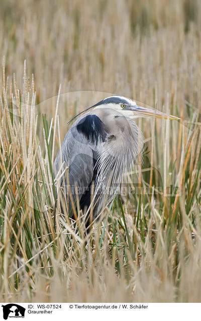 Graureiher / grey heron / WS-07524