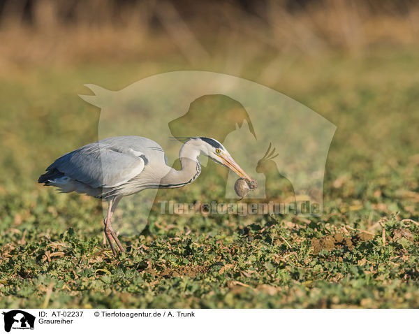 Graureiher / grey heron / AT-02237