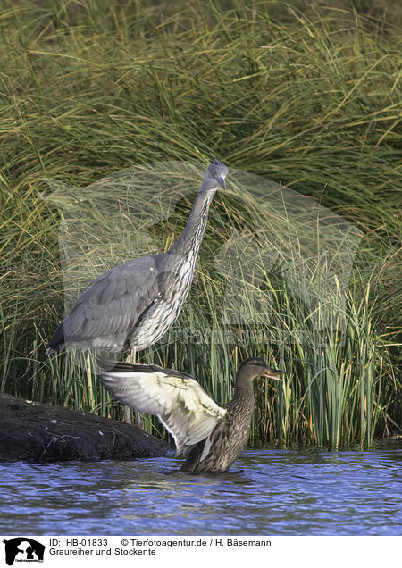 Graureiher und Stockente / grey heron and mallard / HB-01833