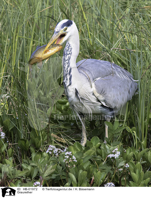 Graureiher / grey heron / HB-01972