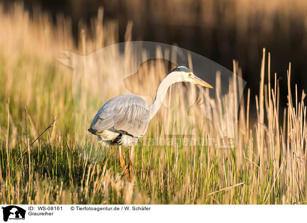 Graureiher / grey heron / WS-08161
