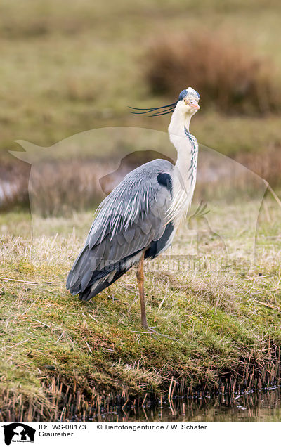 Graureiher / grey heron / WS-08173