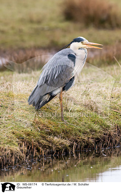 Graureiher / grey heron / WS-08174
