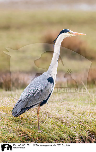 Graureiher / grey heron / WS-08175