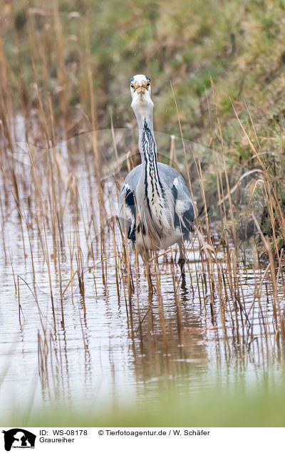 Graureiher / grey heron / WS-08178