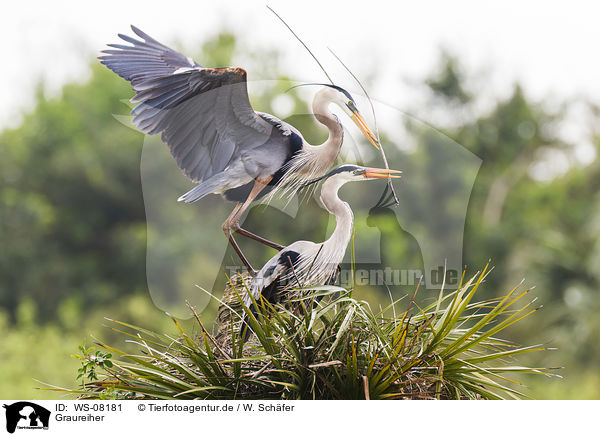 Graureiher / grey heron / WS-08181