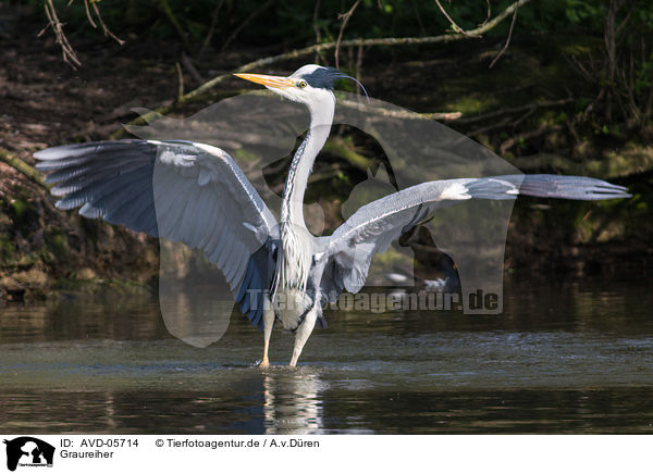 Graureiher / grey heron / AVD-05714