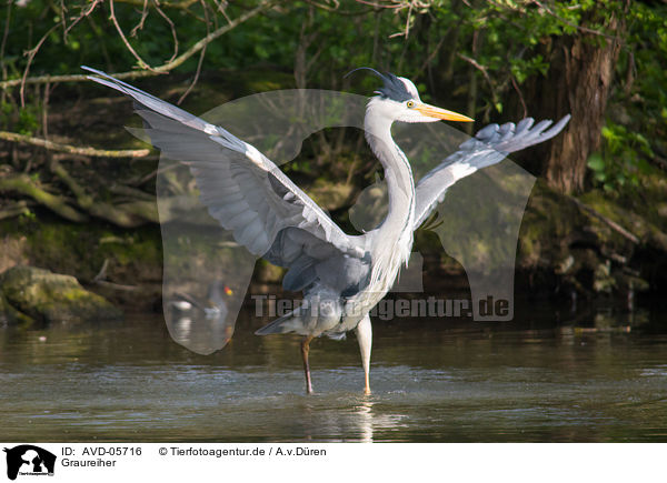 Graureiher / grey heron / AVD-05716