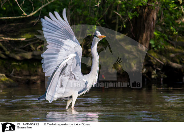 Graureiher / grey heron / AVD-05722