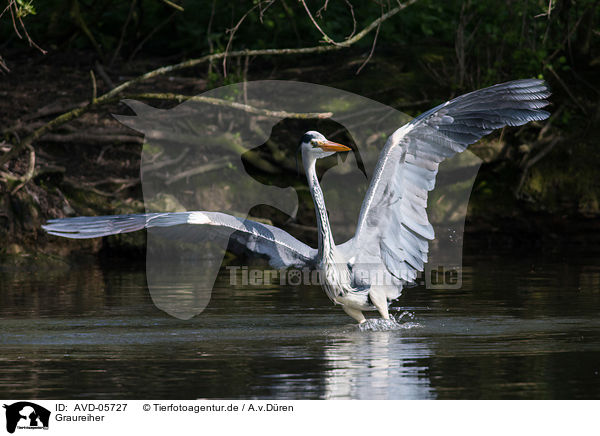 Graureiher / grey heron / AVD-05727