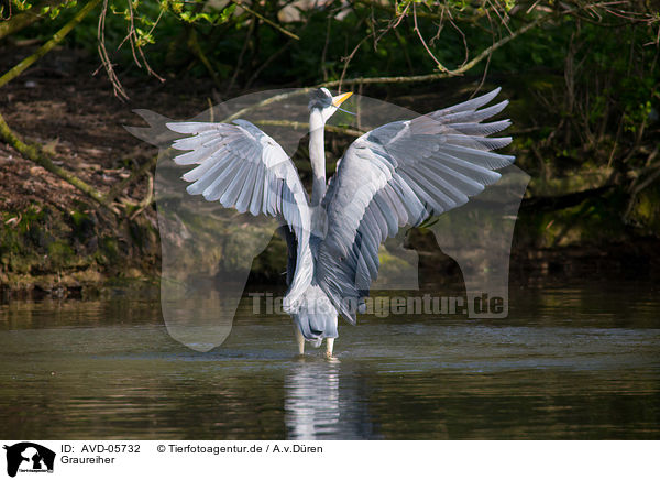 Graureiher / grey heron / AVD-05732