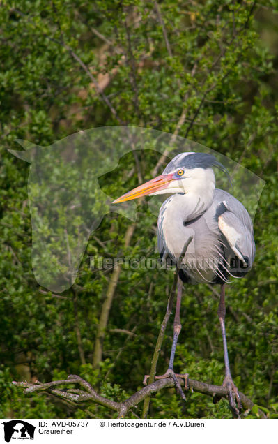 Graureiher / grey heron / AVD-05737