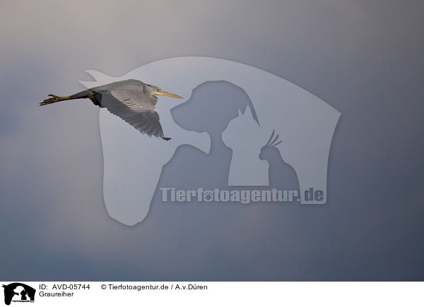 Graureiher / grey heron / AVD-05744