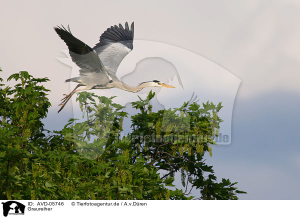 Graureiher / grey heron / AVD-05746