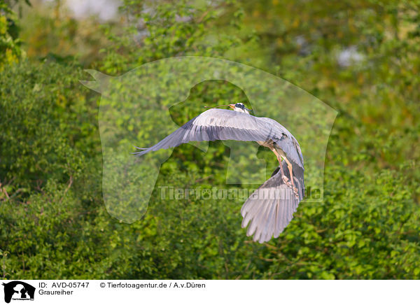 Graureiher / grey heron / AVD-05747