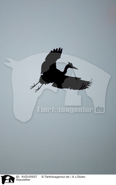 Graureiher / grey heron / AVD-05937