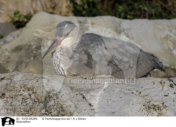 Graureiher / grey heron / AVD-06269