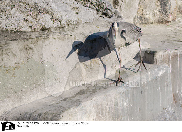 Graureiher / grey heron / AVD-06270