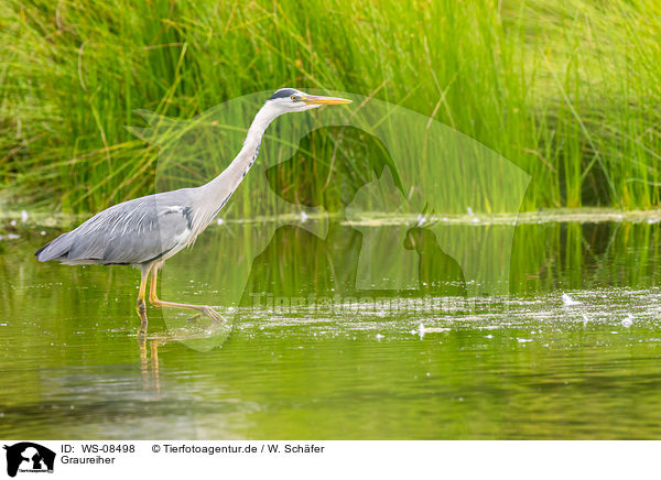 Graureiher / grey heron / WS-08498