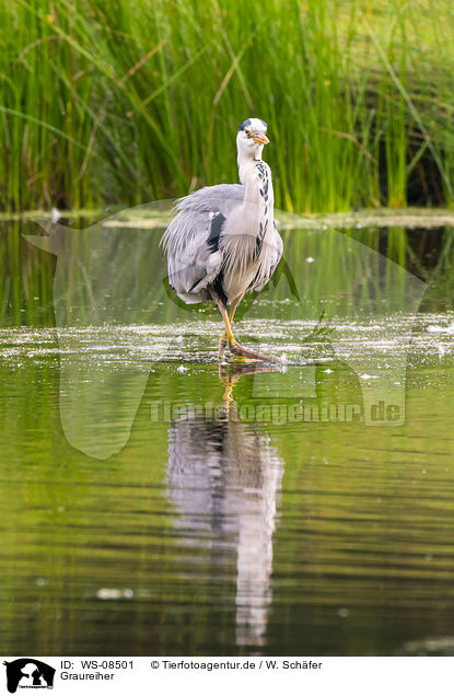 Graureiher / grey heron / WS-08501