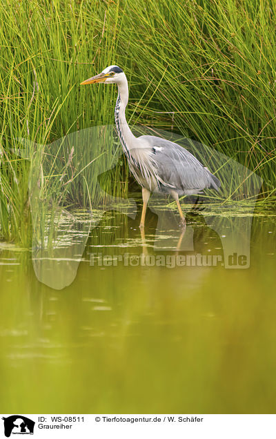 Graureiher / grey heron / WS-08511