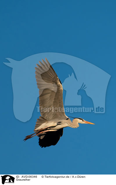 Graureiher / AVD-06346
