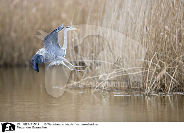 fliegender Graureiher / flying Grey Heron / MBS-21517