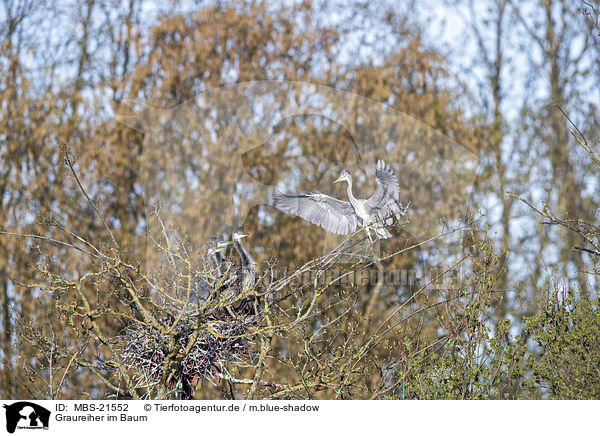 Graureiher im Baum / Grey Herons in the tree / MBS-21552