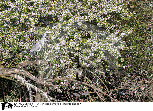 Graureiher im Baum / Grey Heron in the tree / MBS-21563