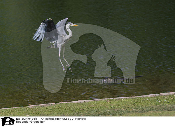 fliegender Graureiher / flying Grey Heron / JOH-01368