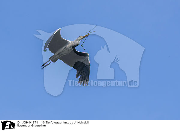 fliegender Graureiher / flying Grey Heron / JOH-01371