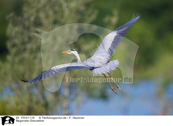 fliegender Graureiher / flying Grey Heron / FH-01116