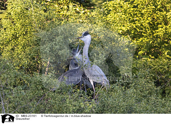 Graureiher / grey heron / MBS-23161